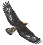 eagle.jpg