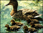 mother_duck_md.jpg