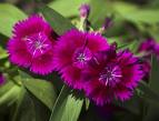 threeflowers.jpg