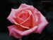 wp_rose_billwarrinertn.jpg